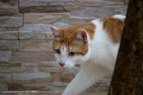 Subdiagnóstico torna doenças articulares ainda mais desafiadoras para os gatos