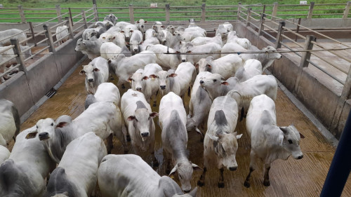 Circuito Nelore de Qualidade: mais de 980 animais serão avaliados em Itapetinga (BA)