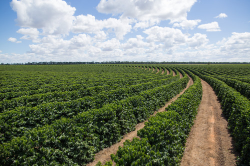Suplementação nutricional defende as plantas contra o estresse do cafeeiro