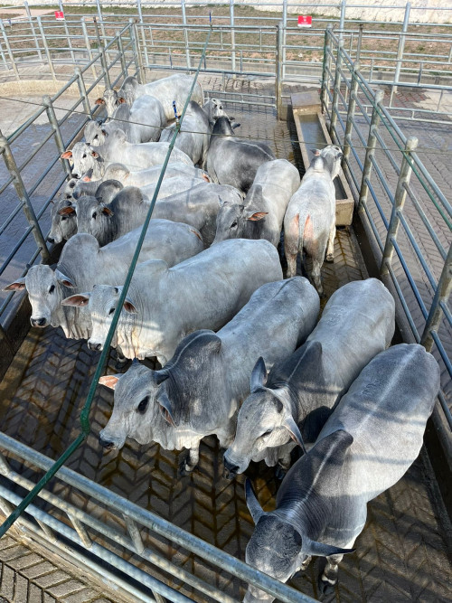 Canhotinho (PE) se prepara para receber etapa do Circuito Nelore de Qualidade 2025