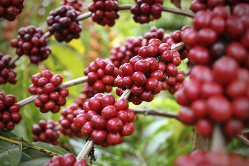 Chuvas impulsionam expectativas para cafeicultura