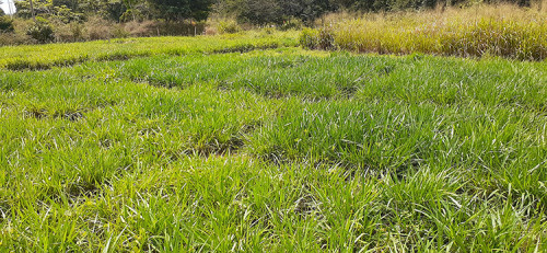 Estratégias de adubação em cobertura elevam produtividade