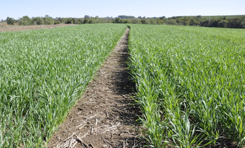 Brasil detalha na COP30 plano de 40 milhões de hectares recuperados