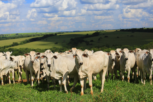 Reposição e vacas sobem mais que boi gordo em MS