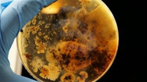 Mercado de biológicos avança com foco em novas tecnologias