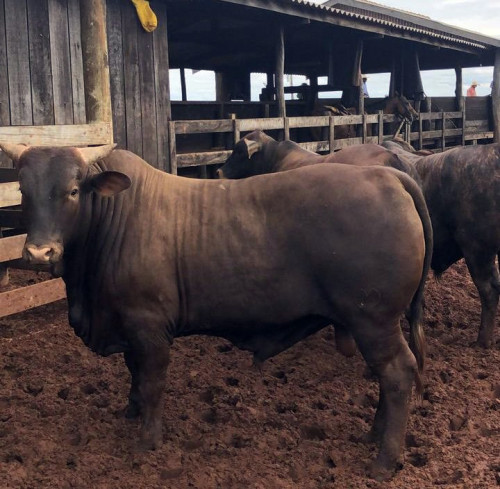 Fazenda de MS atinge 20@ com tricross usando Santa Gertrudis