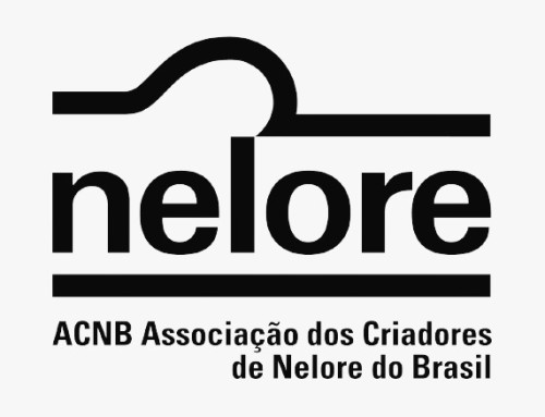 Circuito Nelore de Qualidade: 420 animais serão avaliados em Casa de Tábua (PA)  