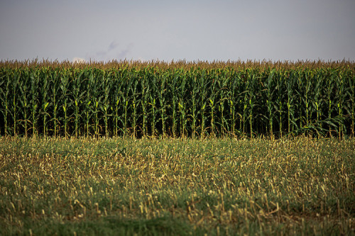 Milho continua com baixa liquidez
