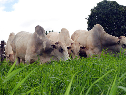 Mapa destaca avanços da pecuária sustentável