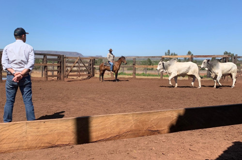 O último leilão CFM de 2025 será no dia 10 de novembro, às 19h