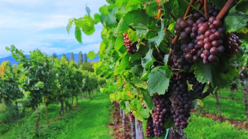 Especialista alerta para riscos do míldio na brotação da uva