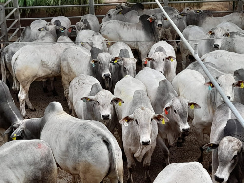 Circuito Nelore de Qualidade: cerca de 1.605 animais serão avaliados em Andradina (SP) 