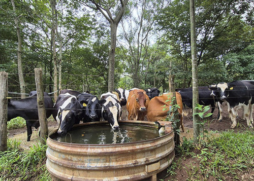 Pegada hídrica do leite: práticas eficientes superam desafios climáticos