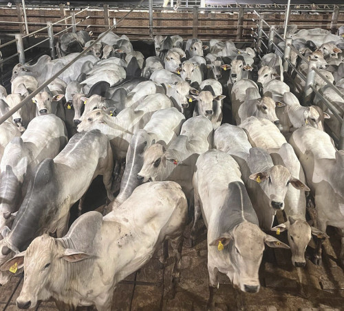 Circuito Nelore de Qualidade: 1.581 machos foram avaliados em Andradina (SP)