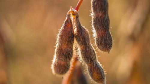 Consultoria vê soja firme antes de atualizações oficiais