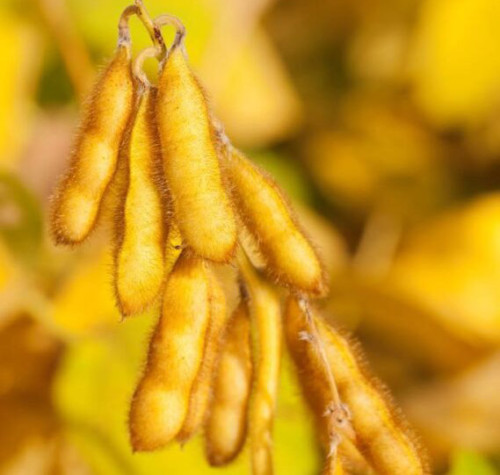 Como a soja encerrou a semana?