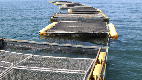 Embrapa leva à COP30 tecnologias para peixe e consórcio milho-capim