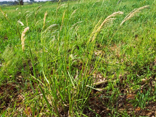 Plantas daninhas dificultam manejo, provocam estresse hídrico e competem por nutrientes