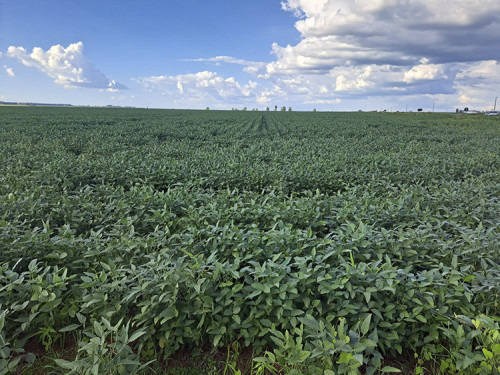 Mercados agrícolas abrem com ajustes moderados