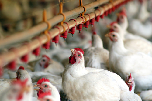 Mercado de aves: Apenas Canadá mantém restrição ao frango brasileiro