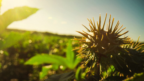 Com raízes profundas e fácil adaptação, mamona ajuda a regenerar áreas degradadas
