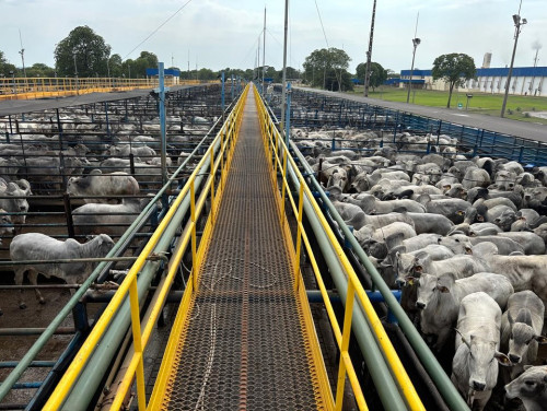 Recorde: 6.550 animais foram avaliados em Mozarlândia (GO), na maior etapa da história do Circuito Nelore de Qualidade