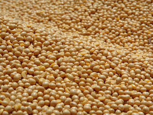 Não valeu a pena guardar soja, aponta consultoria