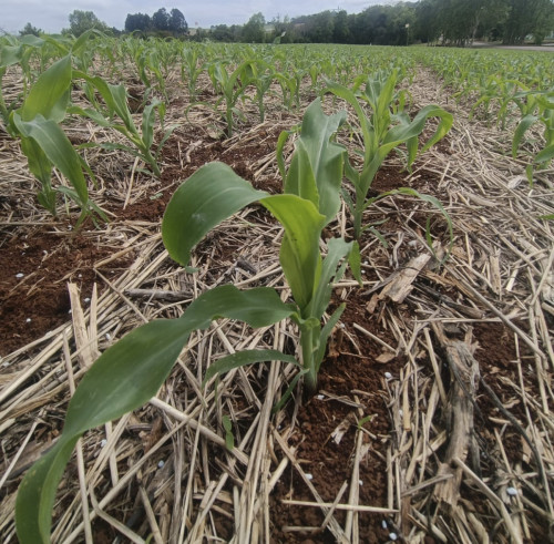 Aumento da exigência nutricional das lavouras reforça a importância do zinco na fase inicial das culturas