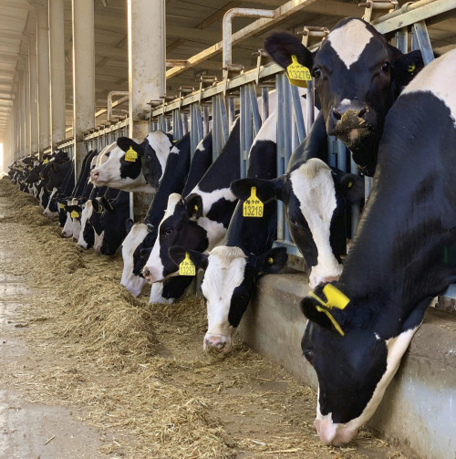 Moscas domésticas comprometem produção e qualidade do leite nas fazendas, alerta especialista