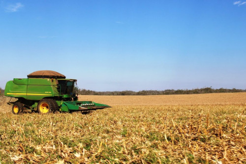 Alta do milho sustentada por demanda interna