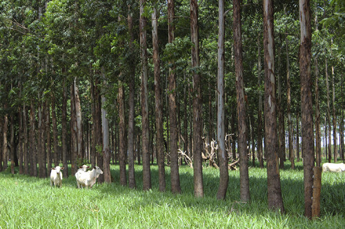 Brasil mede carbono no campo e mostra caminhos para agro de baixo carbono