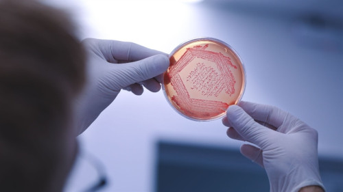 Bioinsumos avançam no hortifrúti