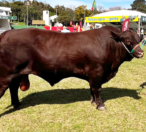 Touros Santa Gertrudis ganham espaço no cruzamento industrial