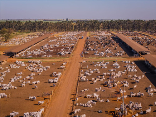 Confinamento favorece rebrota do capim e maximiza ganhos financeiros