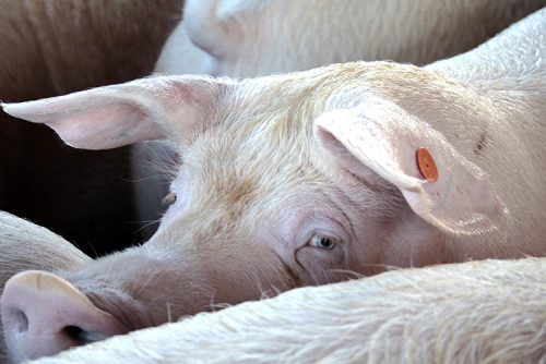 Exportações de carne suína de Goiás saltam 60,3% em valor