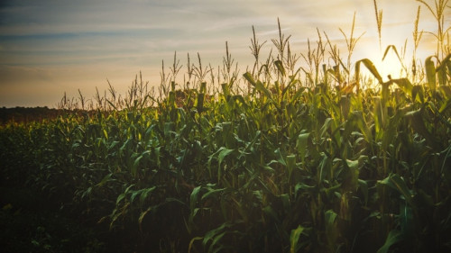 Milho encerra semana de queda com ritmo lento de negócios