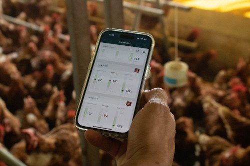 Inteligência Artificial conta 140 mil ovos por dia com 99,9% de precisão e transforma avicultura