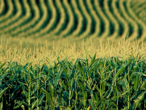 Revisão do USDA para baixo estoque de milho e aquecimento do mercado