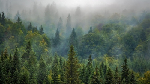 China altera ciclo da água com reflorestação em larga escala