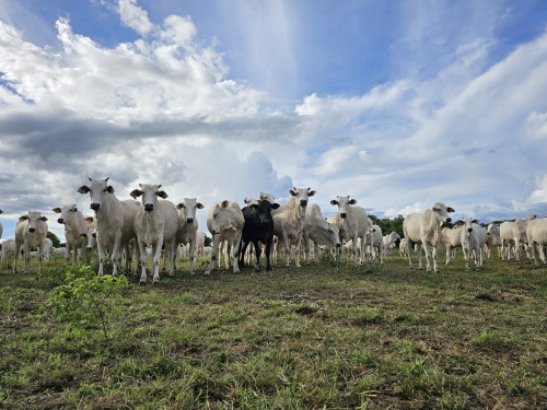 Pecuária 2050: Brasil pode cortar emissões em até 92,6%, diz FGV