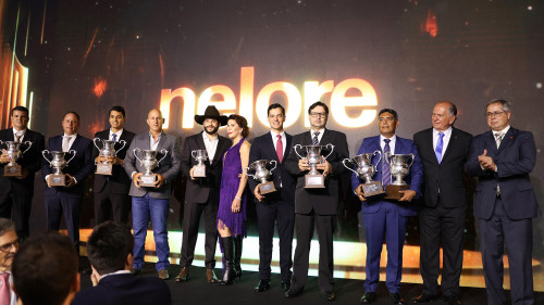 Circuito Nelore de Qualidade 2025 bate recordes, com 49.700 animais avaliados