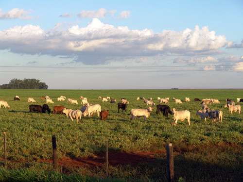 Pasto com boi sequestra mais carbono que o Cerrado nativo