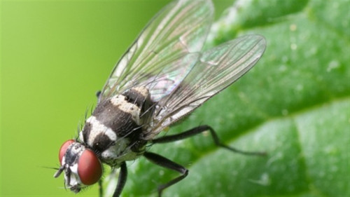 Estratégias combinadas ampliam controle de pragas rurais