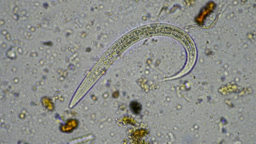 Cresce a preocupação com nematoides nas lavouras