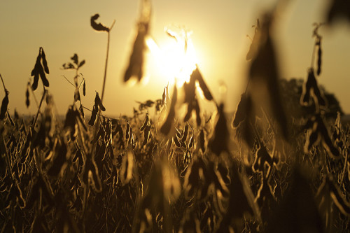 Preço da soja em 2025 seguiu lógica própria no Brasil