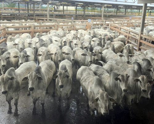 2.209 animais foram avaliados na última etapa do Circuito Nelore de Qualidade em 2025, em Campo Grande (MS)