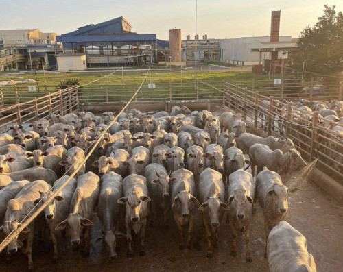 Preços do boi se mantêm e escalas de abate chegam a 11 dias
