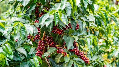 Tarifa dos EUA e clima agitam preços do café em novembro