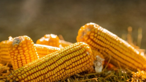 Milho de MS chega para criadores baianos via Conab