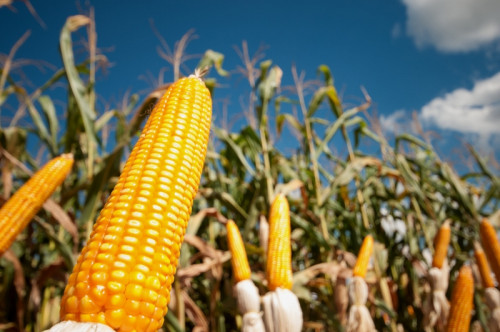 Produtividade orienta estratégias no milho segunda safra